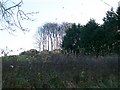 Hill top woodland above the Carrickinab Road