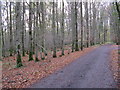 Hog Copse next to Hog Wood