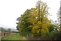 Autumn colours near Park Farm