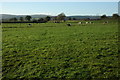 Cattle near Northwood Green