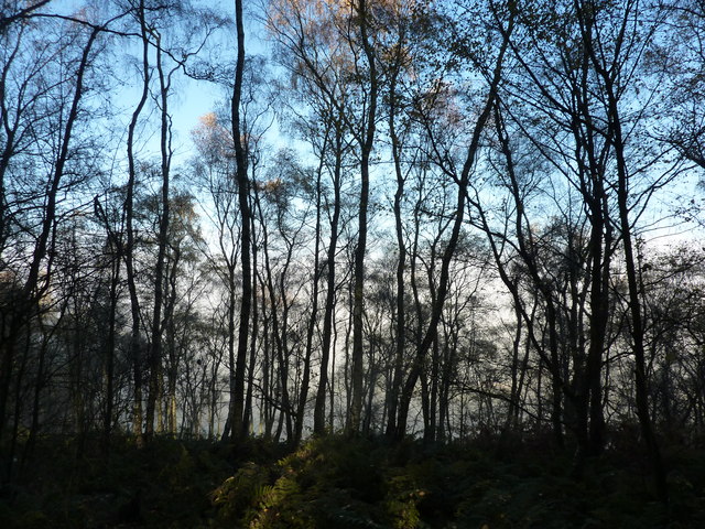 Silver birch trees in autumn sunlight