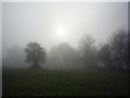 Trees shrouded in mist