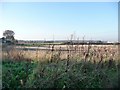 Arable fields at Low Common