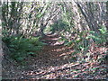 Leaf-strewn bridleway north of Gallow