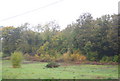 Bushes by the North Downs Way