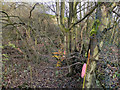 Manchester, Bolton & Bury Canal, Nob End