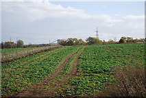 TQ9068 : Root crop by Sheppey Way by N Chadwick