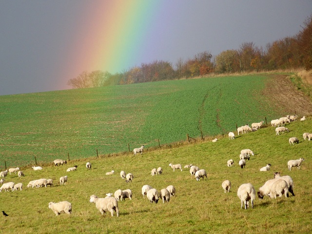 Sheep and rainbow, Bishopstone