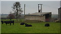 Field with cattle by Markland Lane