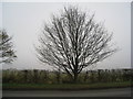 Tree on Horncastle Lane