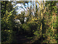 Woods near Hill Farm