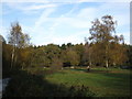 Shadows on Whitmoor Common