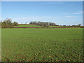 Young winter wheat at Tynemoor Farm