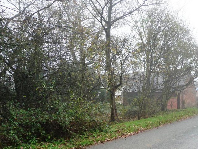 Trees along Shaw Lane