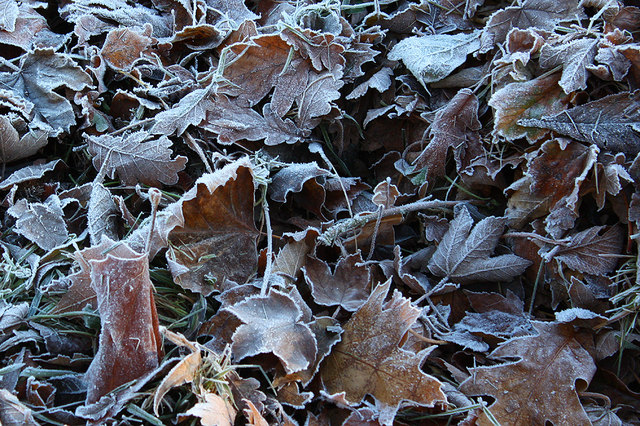 Frosted leaves near Pontshill