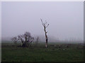 Dead tree and Cormorant at Hollesley Bay