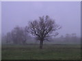 Oak in the late afternoon mist