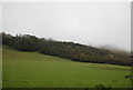 Woodland on the North Downs