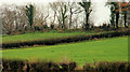 Fields and trees near Downpatrick (2)