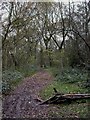 Willenhall Wood, footpath