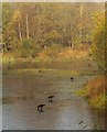 Crows on Bluegate Pond