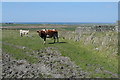 Q7247 : Cows at Kilbaha by Graham Horn