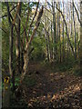 Woodland Track in Paraker Wood