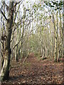 Footpath in Paraker Wood