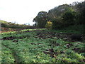 Footpath in pig field