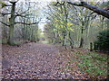 A footpath through Rowland Plantation