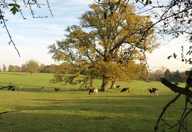 Oak and cattle, Hitcham Park