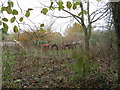 Abandoned tractors at Holly Hill nursery