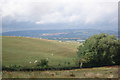 Sheep grazing on Langley Hill