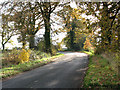 TF6504 : Autumnal trees growing beside Fincham Road, Crimplesham by Evelyn Simak