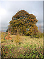 TF6603 : Autumnal trees beside the A134 road, Crimplesham by Evelyn Simak