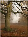 Tree in Richmond Park