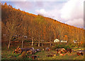 Logs near Rustic Lodges