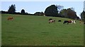 Cattle by the Sussex Border Path