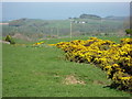 Gorse by a burn near Huntershield