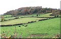 Cattle on the slope of Shague Hill