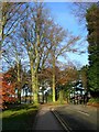 Trees by Library Road, University Of Nottingham