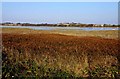 Reeds by the Wyre