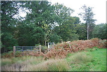 TQ5733 : The edge of Rocks Wood, Eridge Park by N Chadwick