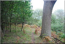 TQ5733 : Sussex Border Path, Rocks Wood by N Chadwick