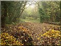 Boundary Copse