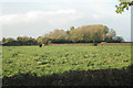 Willows on old brickpits