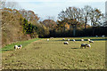 Sheep at the end of Wellhouse Lane