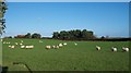 Sheep in field between the two Belfast Roads