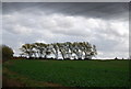 Trees on the horizon