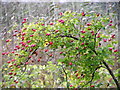 Rose-hips, Round Loch